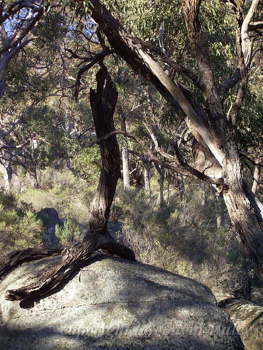 Trees and granite, Yarrowyck IMGP9783.JPG